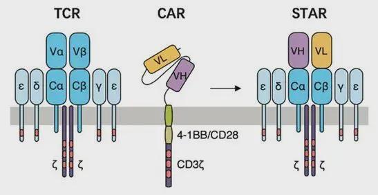 TCR、CAR和STAR受体的结构示意图，图片来自Science Translational Medicine, 2021, doi:10.1126/scitranslmed.abb5191。