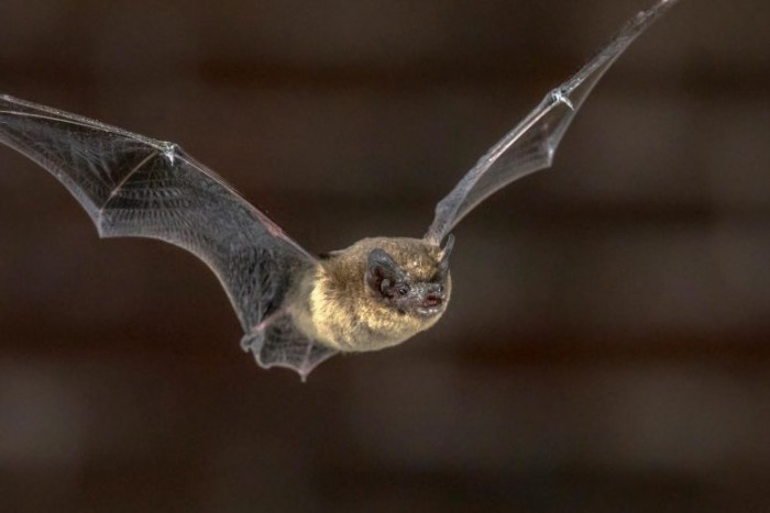 实验表明所谓蝙蝠的第六感源自于角膜为其带来的方向感