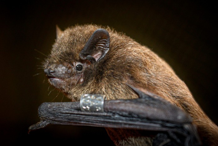 实验期间捕获的Nathusius蝙蝠（Pipistrellus nathusii）。资料来源：Oliver Lindecke的照片