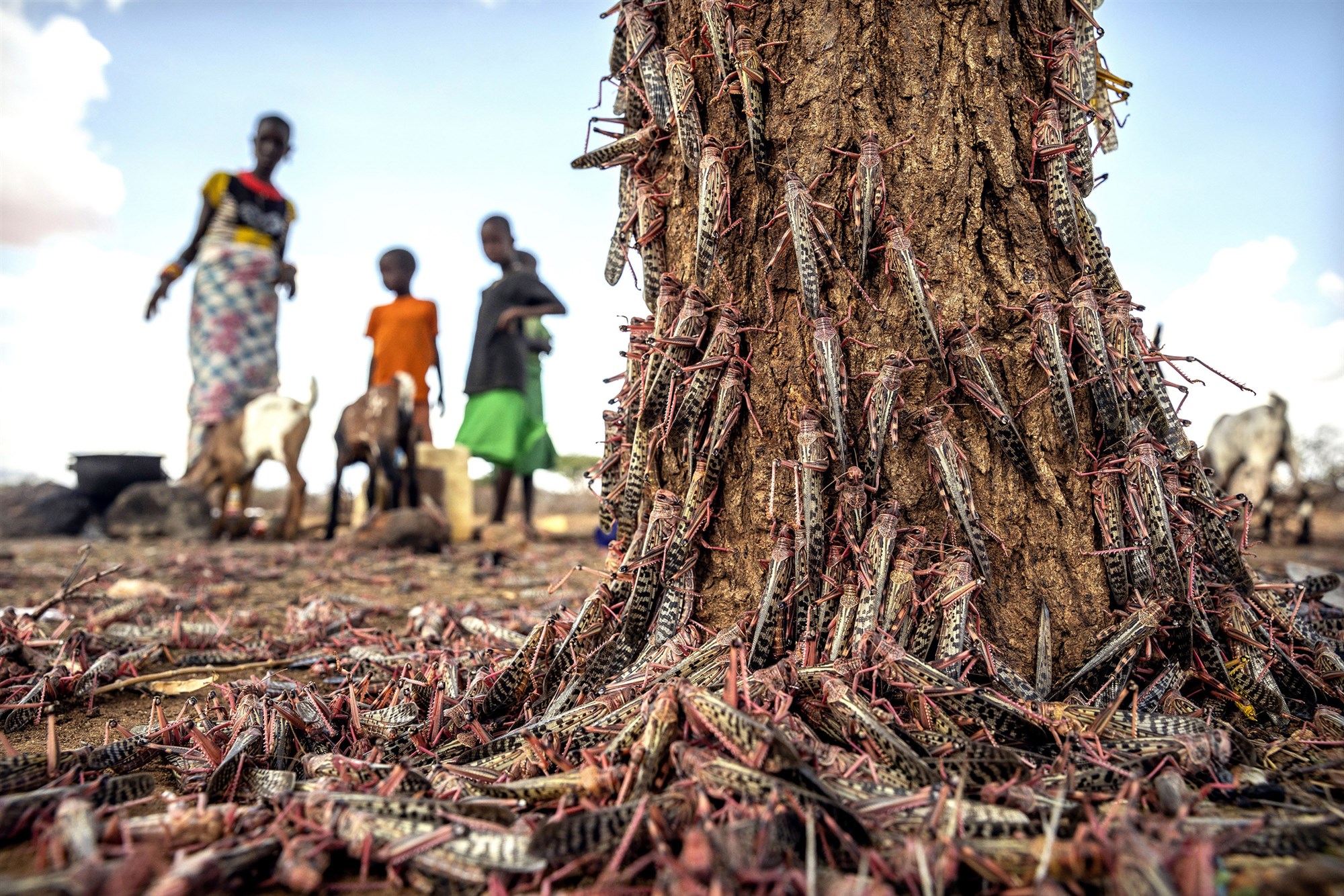 △2020年3月31日，沙漠蝗虫在肯尼亚一棵树上成群结队。（图片来源：美国全国广播公司）
