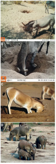 除了驴，野马（b）、大象（d）都会通过挖井来获取水资源。图片来源：DOI: 10.1126/science.abd6775