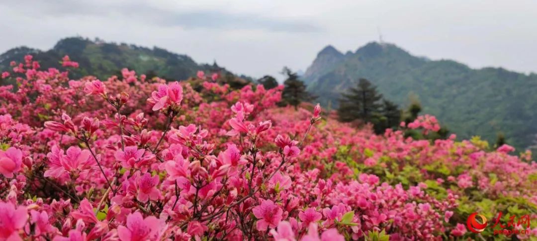 湖北省麻城市龟峰山风景区的十万亩连片杜鹃花绽放迎客。人民网记者余璐摄