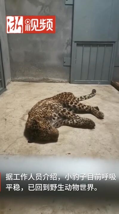 第二只被抓回的小豹子生命体征平稳：已回到杭州野生动物园