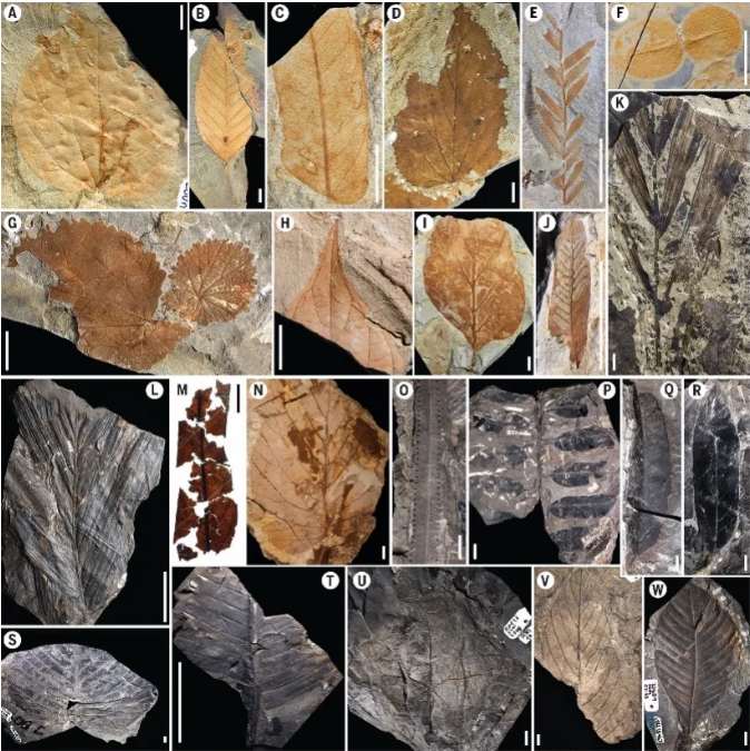 研究采集的花粉粒和树叶化石。图片来源：Carvalho et al., Science; 2021