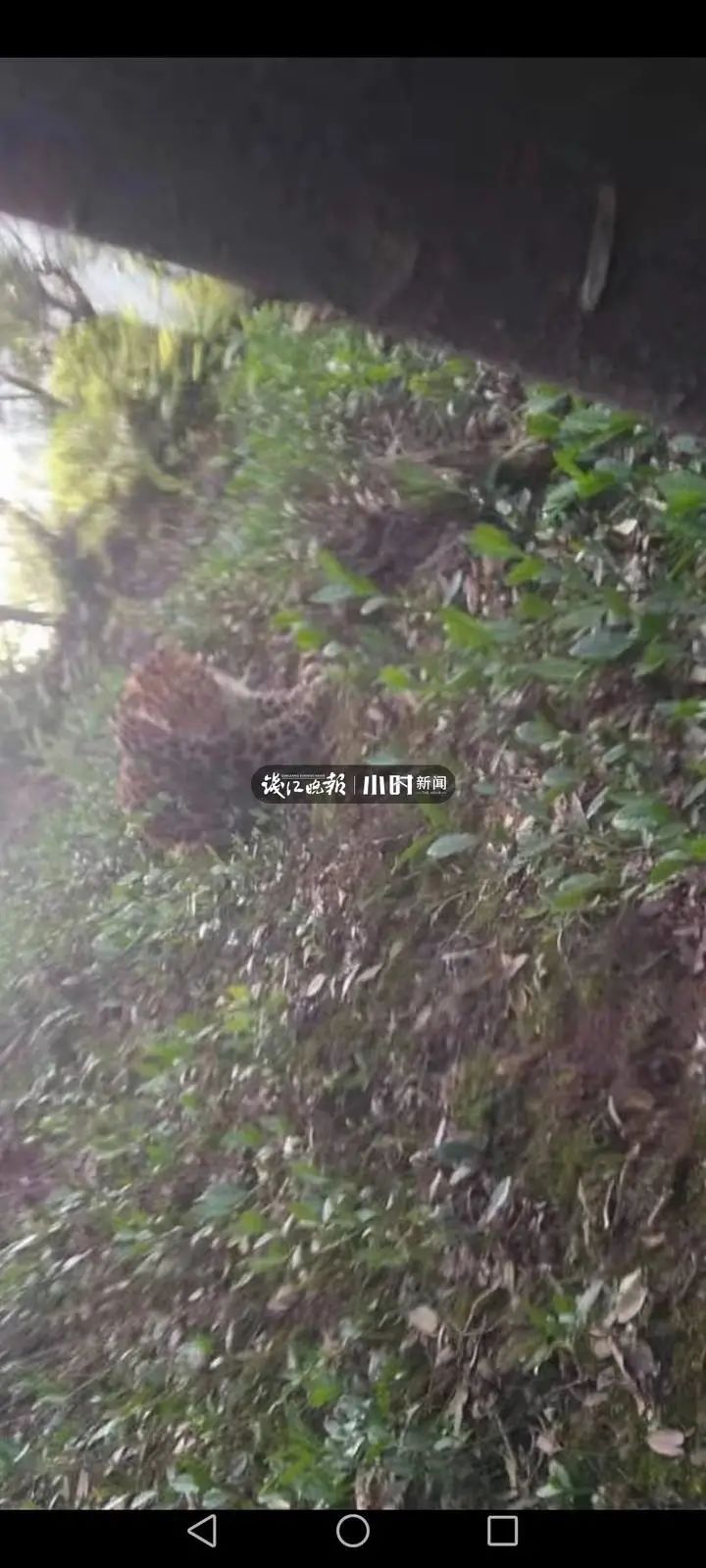杭州野生动物世界三只金钱豹外逃 已追回一只