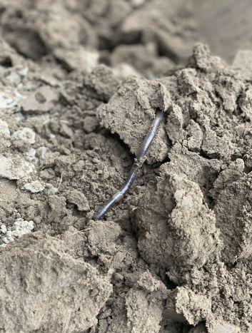 雨后,康顺达园区大棚里,蚯蚓钻出来"放风儿".新京报记者 田杰雄 摄