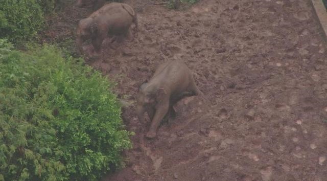 实拍云南象群雨中“玩泥巴”：淌泥水、糊泥脸