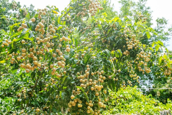 儋州大成镇小黄皮成就大产业