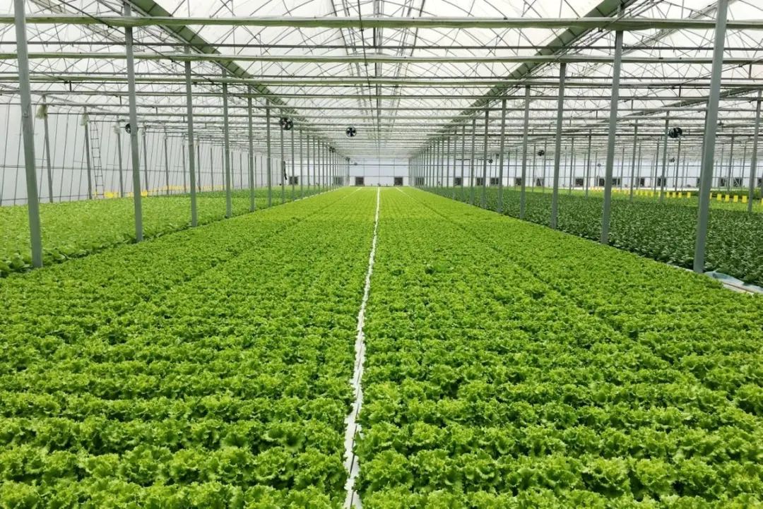 中科三安京东等国内20家植物工厂大盘点