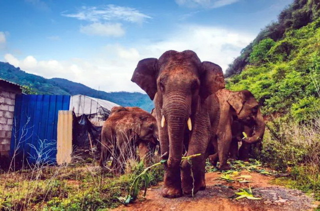 正在迁徙中的亚洲象群。供图云南省森林消防总队