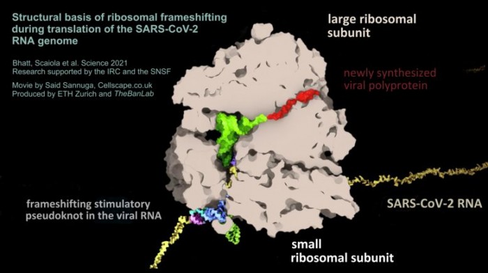 科学家们发现了新冠病毒的 致命弱点 Rna 新冠肺炎 新浪科技 新浪网 科学家们发现了新冠病毒的 致命弱点 Rna 新冠肺炎 新浪科技 新浪网
