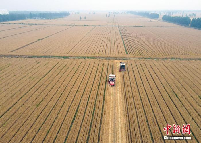 资料图：联合收割机抢收小麦。(无人机照片) 中新社记者 毛建军 摄