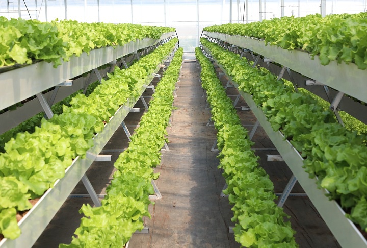 盛丰农业园采用基质栽培技术培育生菜.长城网记者&nbsp;李皓&nbsp;摄