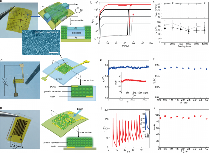 研究配图-1：柔性蛋白质纳米线装置
