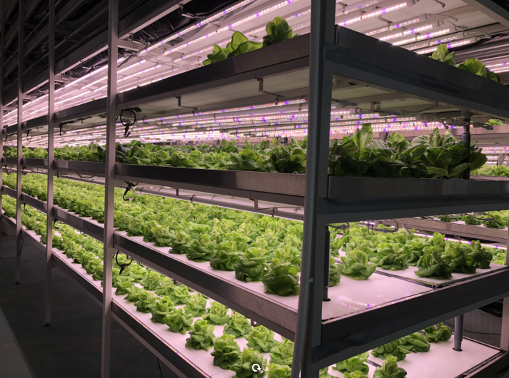 中科三安,京东等国内20家植物工厂大盘点