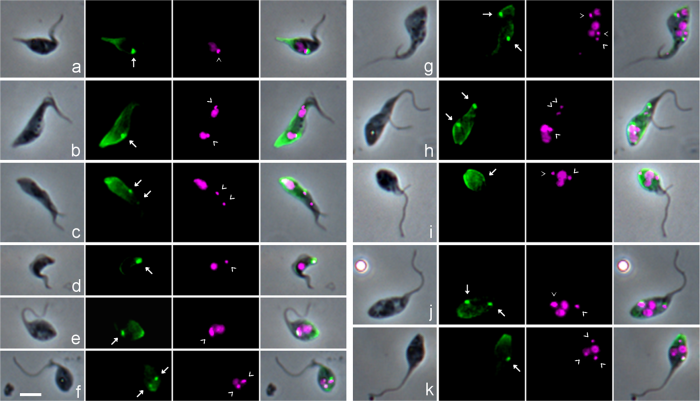 研究配图-2：使用抗酪氨酸化α-微管蛋白的YL1/2抗体鉴定基体