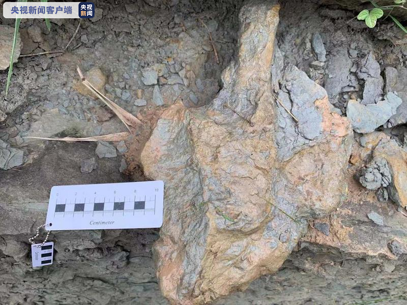 △兽脚类恐龙足迹图片提供者：中国地质大学（北京）副教授 邢立达
