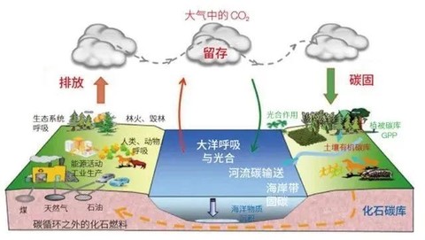 生态系统中碳循环图解图片
