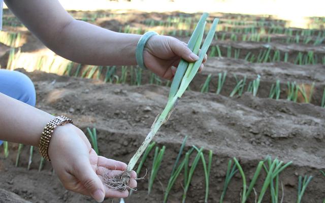 端午前后移栽定植平谷东高村镇百年大葱种植面积创新高