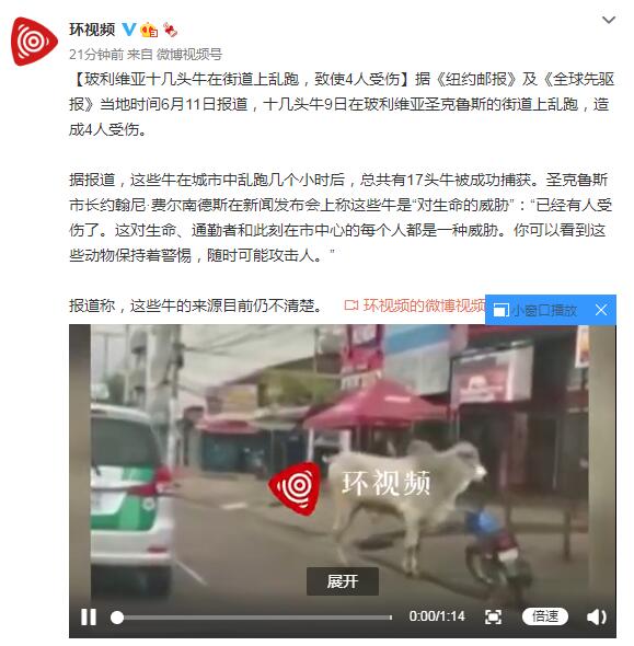 玻利维亚十几头牛在街道上乱跑，致使4人受伤