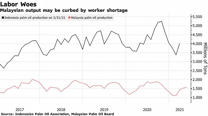 防疫封锁加剧劳动力短缺，马来西亚棕榈油生产面临风险