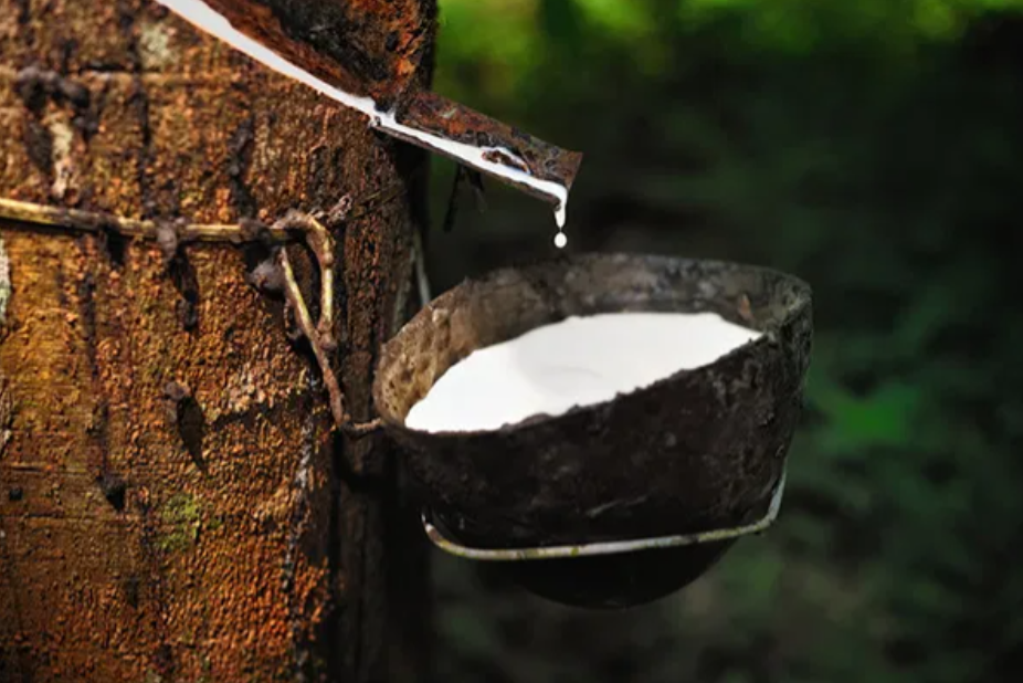 泰国橡胶怎样占据中国进口半壁江山