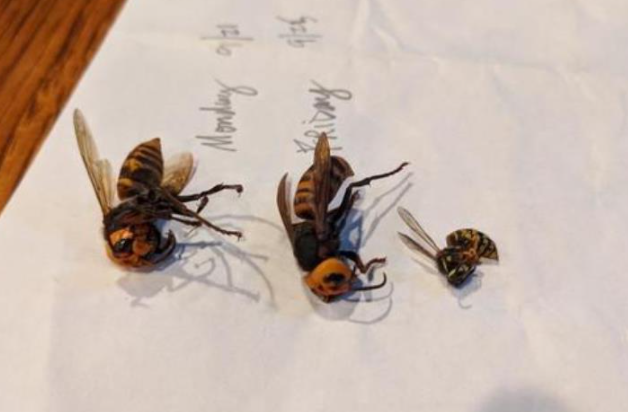两只“杀人蜂”（左）与当地小黄蜂（右）对比。（图源：美国华盛顿州农业部）