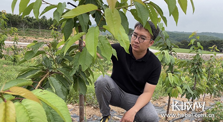 朱海洋樱桃田上的造梦艺术家