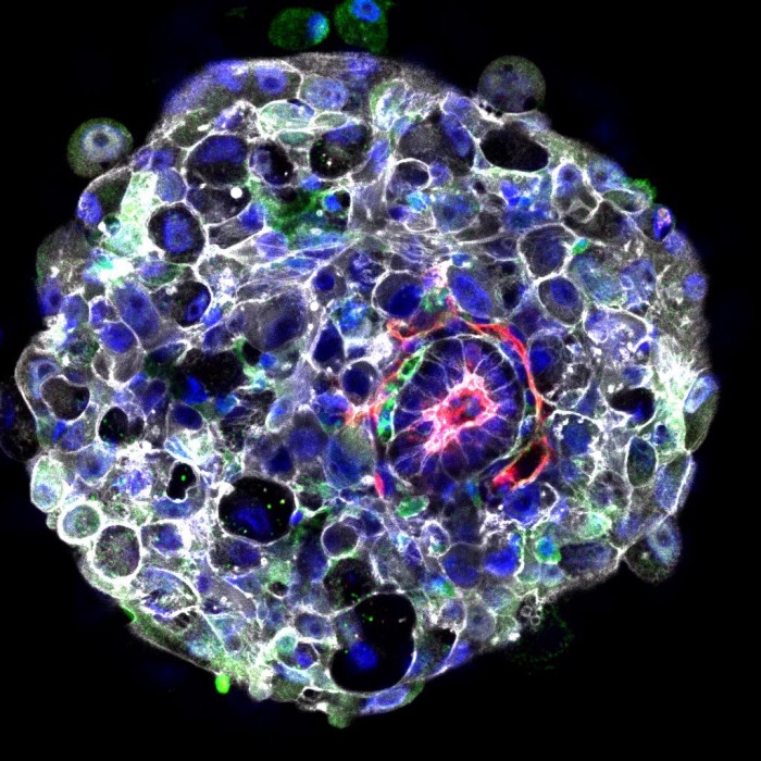发育中最神秘但又最关键的阶段：人类胚胎中的关键分子事件得到确认