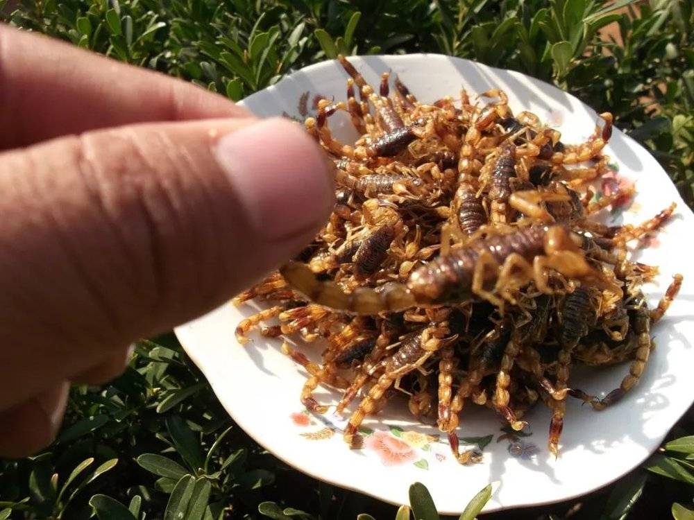 油炸全蝎是山东人酒局最后的堡垒