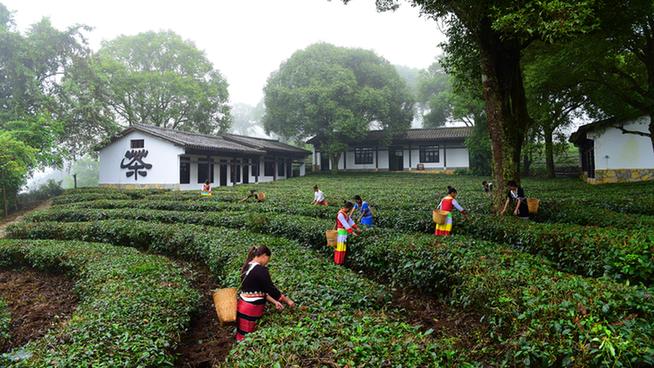 跟着大象逛云南99象滇记普洱象见恨晚的地方