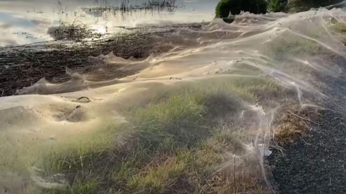 遭遇洪水后 澳大利亚数千只“绝望”的蜘蛛织出连绵成片的蛛网