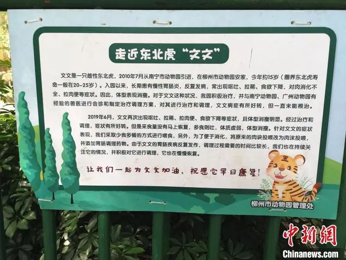  动物园内悬挂的东北虎“文文”情况介绍。　朱柳融 摄