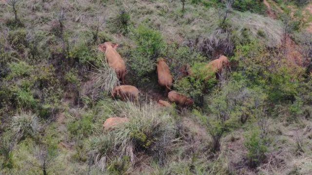 ▲6月18日在玉溪市峨山县境内拍摄的象群。（无人机视频截图）