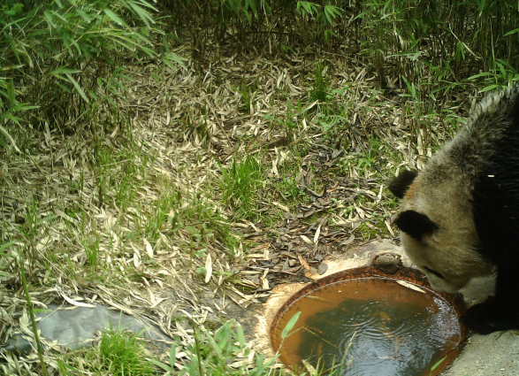 喝水、玩耍、啃竹子 来看野生大熊猫珍贵画面→