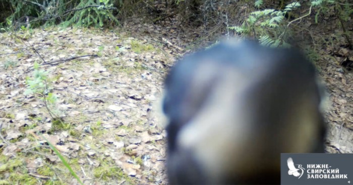 看啄木鸟如何“有条不紊”地破坏隐藏的摄像头