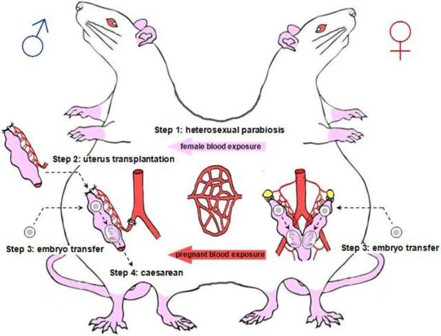 中国科学家让公鼠怀孕，过程很复杂