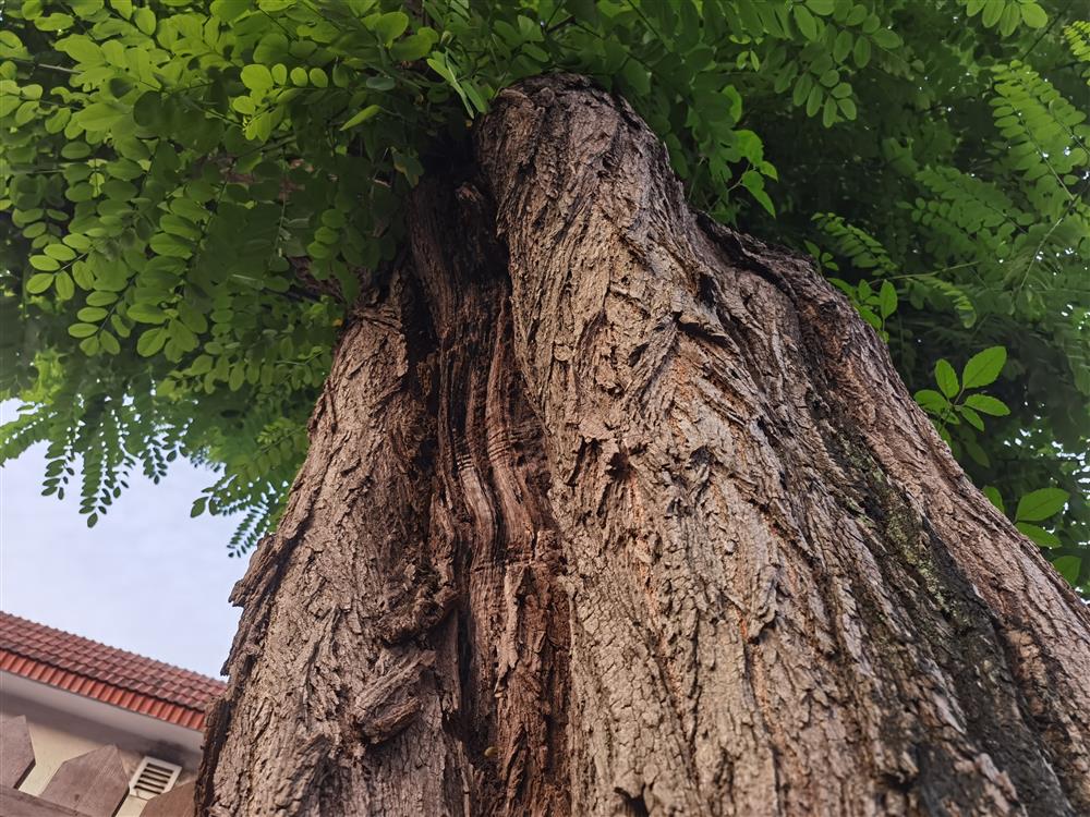 慎入槐树上飞出密密麻麻白蚁上海这些保护建筑为何成白蚁重灾区