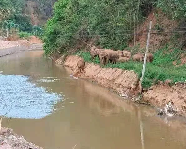 政府部门提前在河中“铺路”，把象群引入附近林区。 云南省森林消防总队 供图