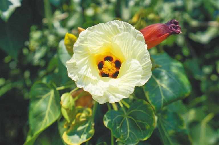 国家种质三亚野生棉圃蕴藏着棉花新品种的未来 手机新浪网