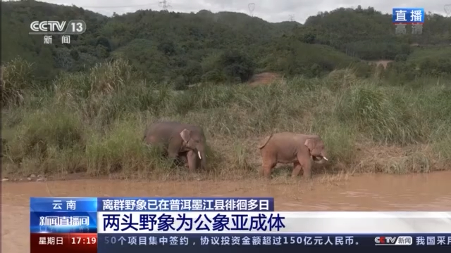 离群野象哥俩好 一起玩耍一起泡澡