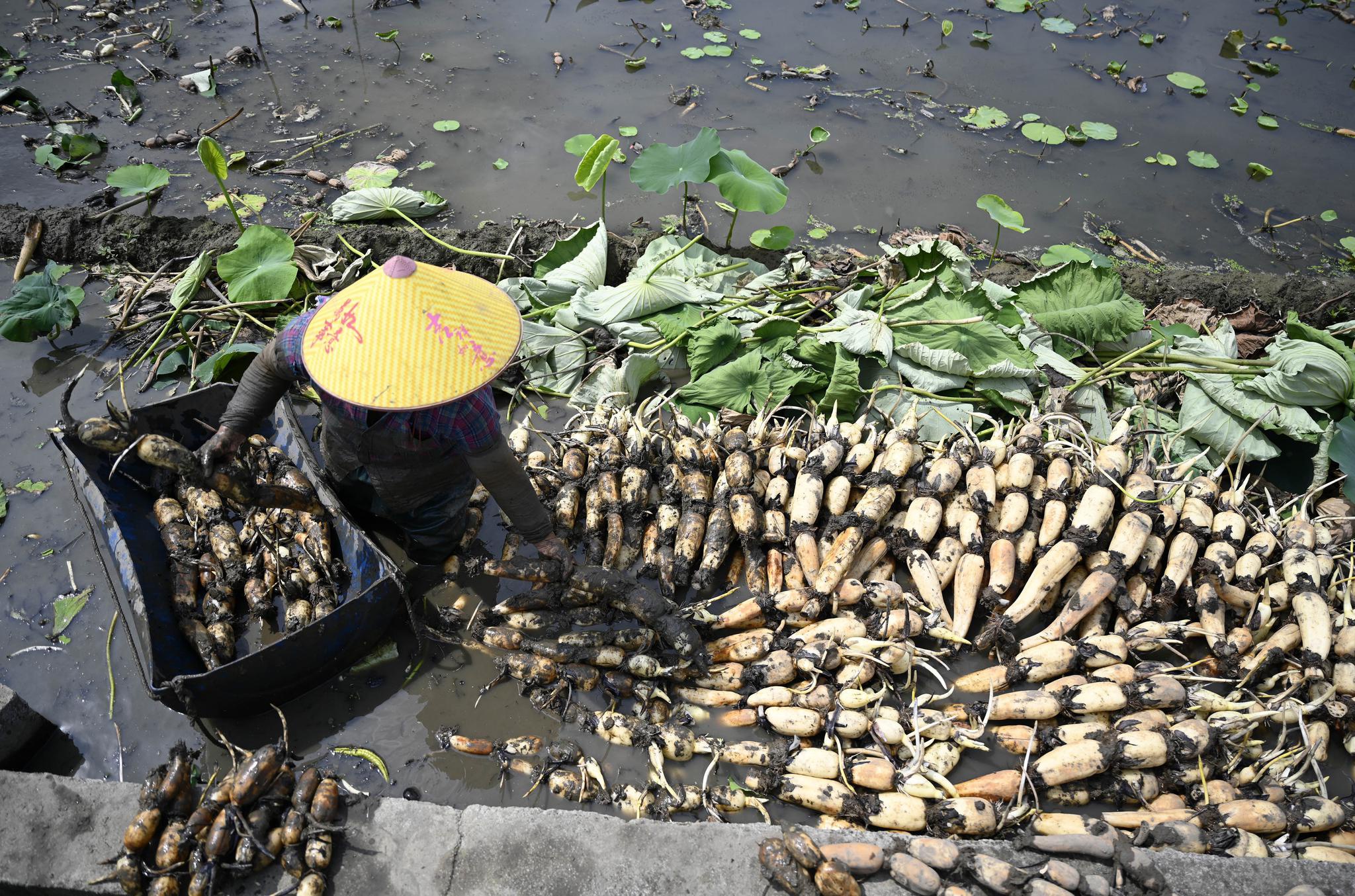 时令菜上鲜!万亩荷塘采挖莲藕