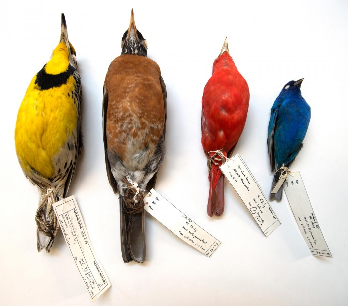 解开气候变暖对鸟类的多重影响：体型小、翅膀长、迁徙早