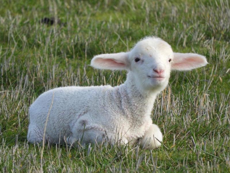 这些被遗弃的小羊穿着连体毛衣 为世界各地的孤独者带来欢乐 新浪财经 新浪网