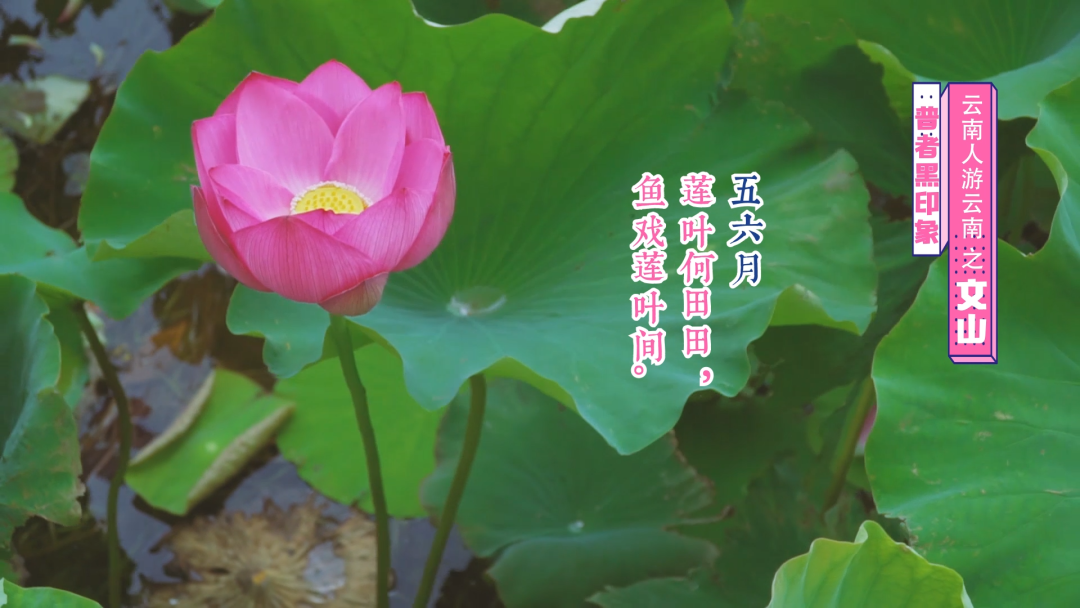 普者黑人口_高清组图5A级普者黑:引来银河泰瑞科技6亿大投资