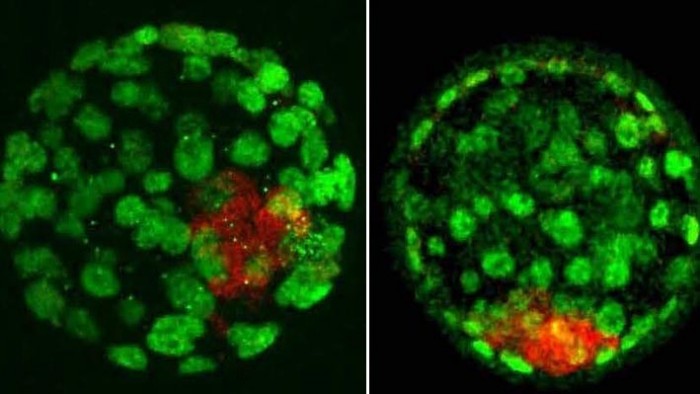 生物学家在小鼠基因组中发现了71个新的印记基因