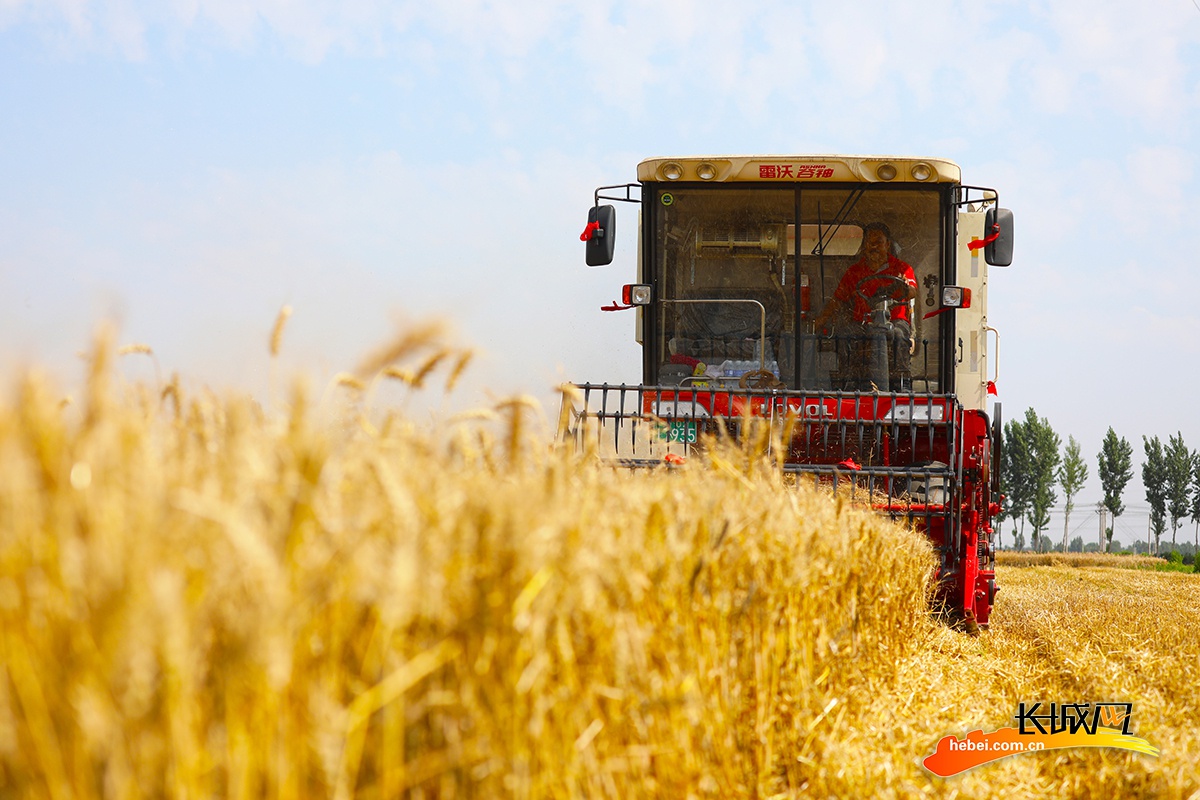 在丰润区小张各庄镇南坨村,农机手操作机械设备收割小麦.朱大勇 摄