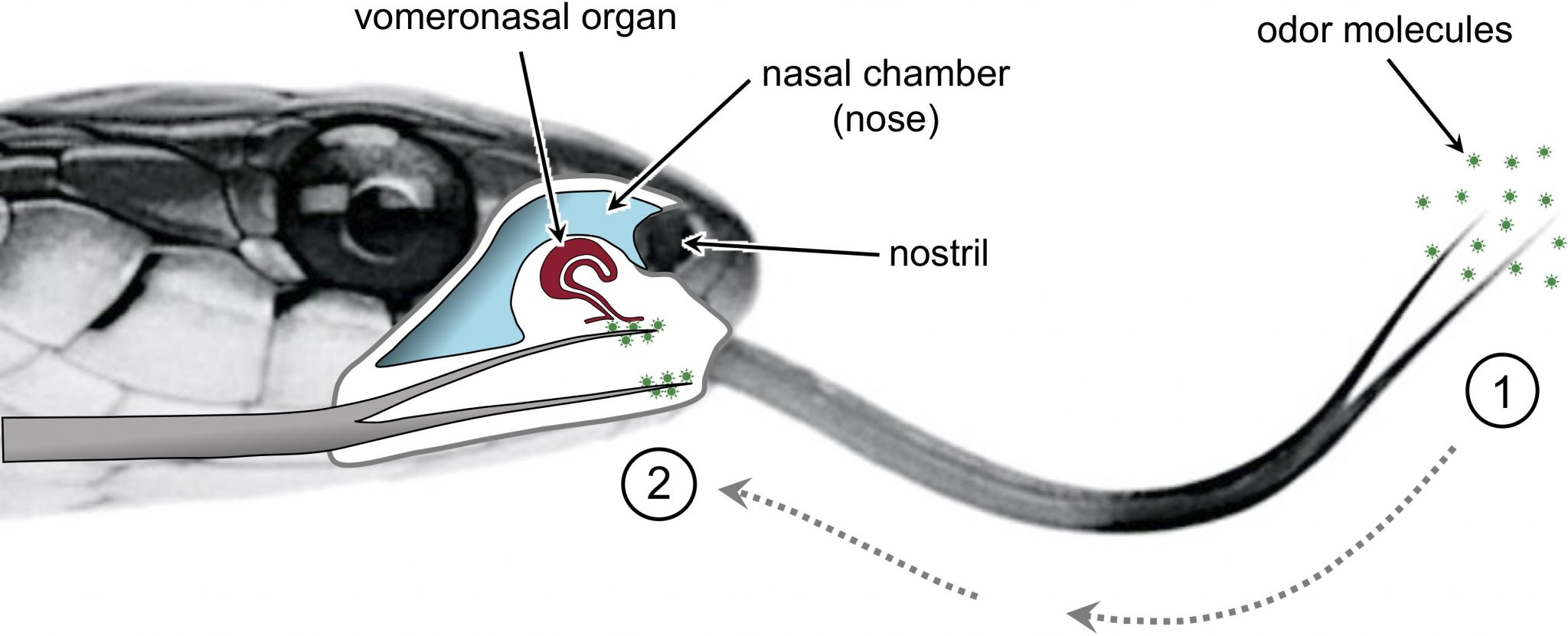 研究：蛇的分叉舌头为其带来“立体声”嗅觉