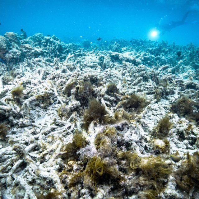 联合国建议将大堡礁从世界自然遗产降级，澳大利亚急了