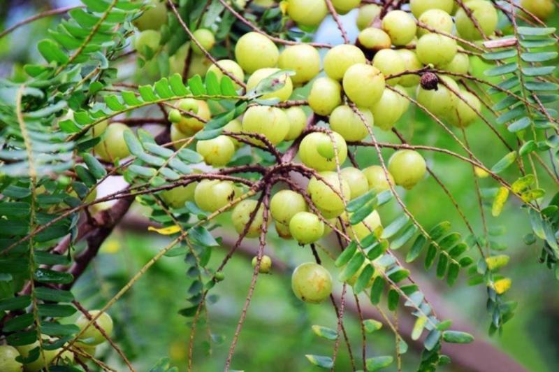 一杯茶让这种小众水果价格上涨几十倍国产水果还有什么理由不逆袭